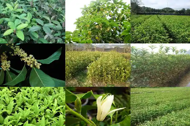 我在承包地栽了七年的桂花树犯法了吗怎么处理1686615596838