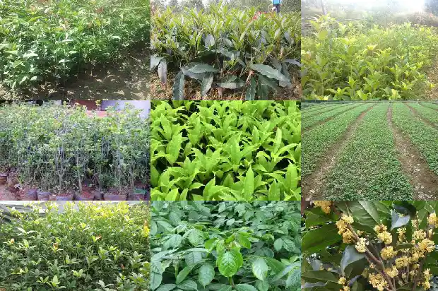 我在承包地栽了七年的桂花树犯法了吗怎么处理1686615596933