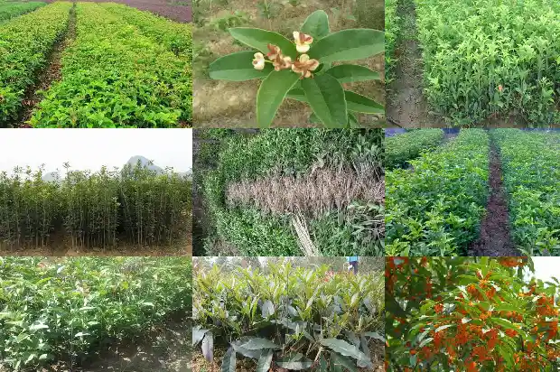 大量出售桂花树的广告语怎么写的呢1686615615103