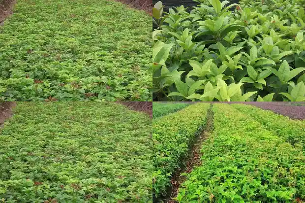 大量出售桂花树的广告语怎么写的文案1686615632746