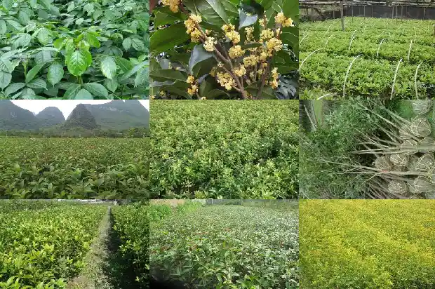 大量出售桂花树的广告语怎么写的文案1686615632794