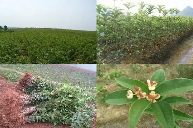 大量出售桂花树的广告语怎么写的文案1686615632841