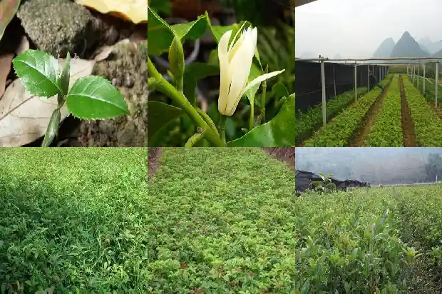 大量出售桂花树的广告语是什么意思呀1686615650374