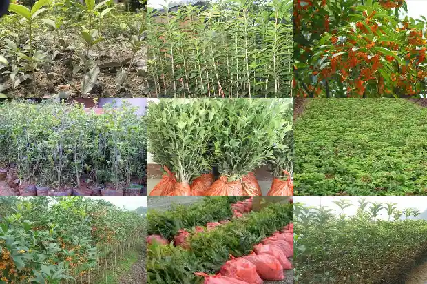 大量出售桂花树的广告语是什么意思呀1686615650422