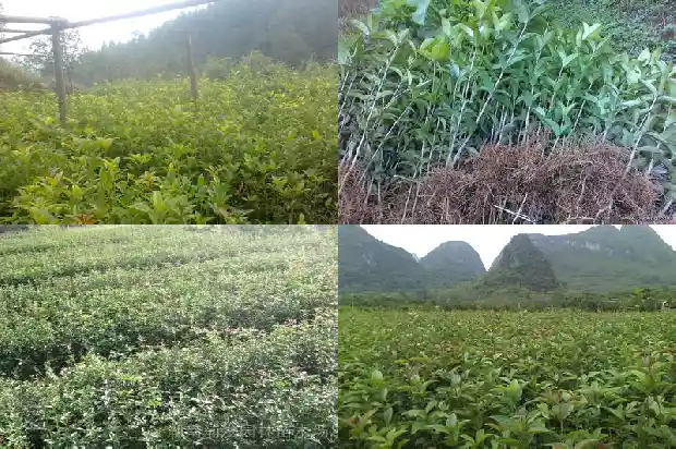 桂花树比喻什么1686615672849