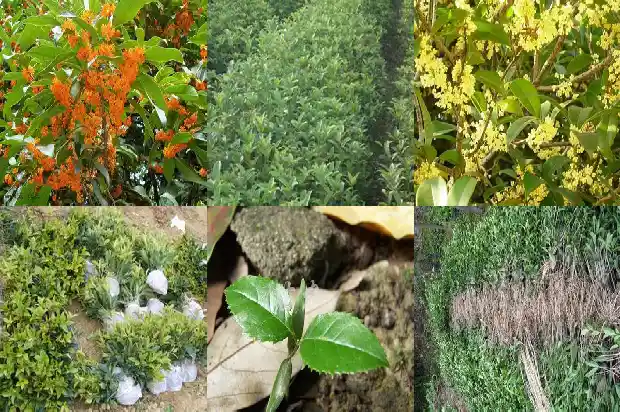 桂花树比喻什么1686615672944