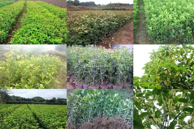卖桂花树的朋友圈说说怎么写1686615710121
