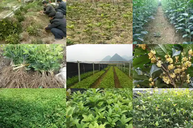 卖桂花树的朋友圈说说怎么发1686615734044