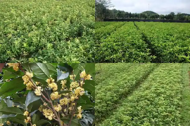 卖桂花树的朋友圈说说怎么发1686615734140