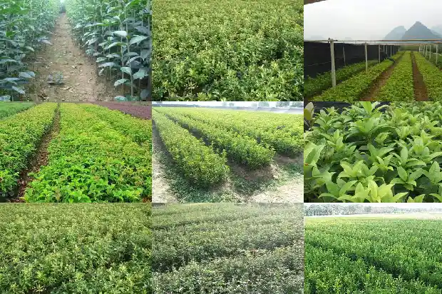 卖桂花树的朋友圈说说怎么发1686615734188