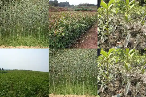 出售桂花树朋友圈怎么发1686615753645