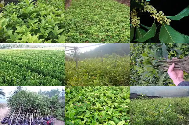出售桂花树朋友圈怎么发1686615753739