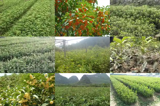 卖桂花的广告标语怎么写好1686615776046