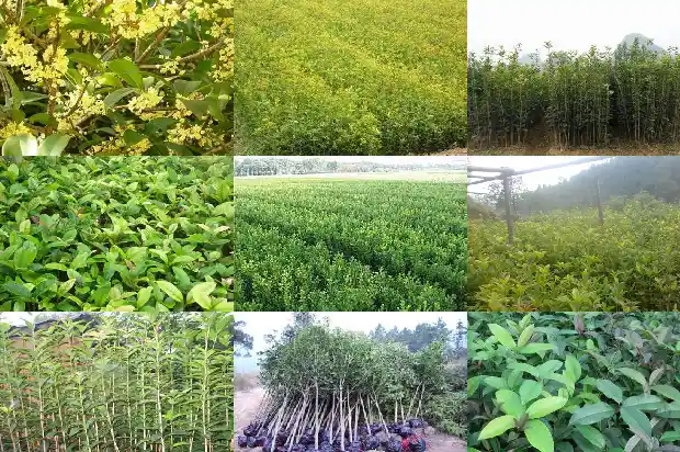 卖桂花的广告标语怎么写好1686615776093