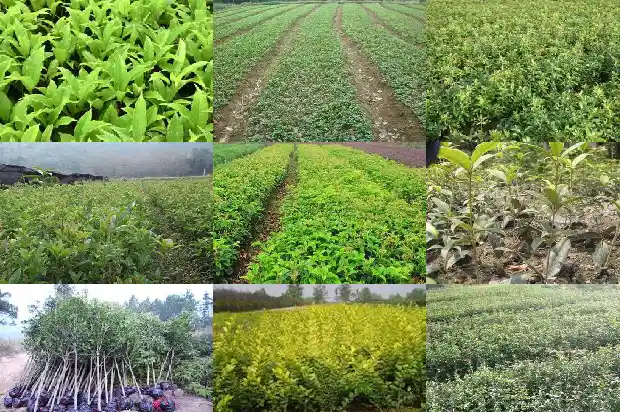 卖桂花的广告标语怎么写好1686615776141