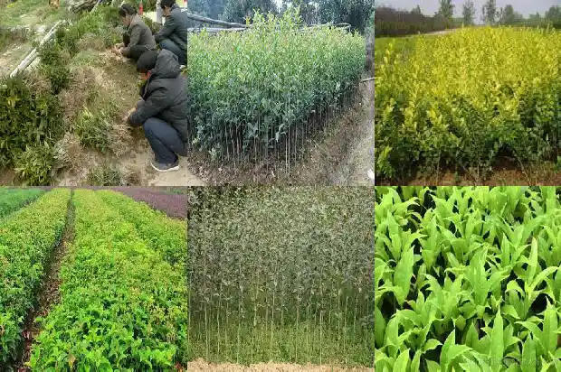 卖桂花的广告标语大全集1686615798736