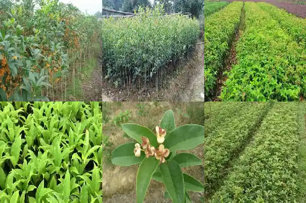 桂花树几月份栽种最好呢1688607711678