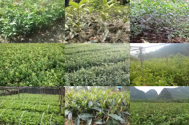 桂花的宣传语1686615820833