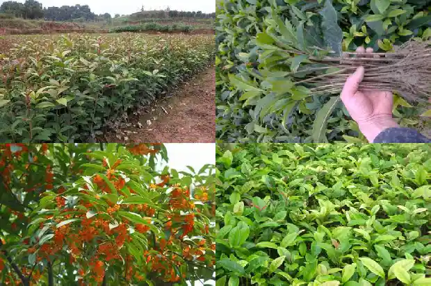 桂花的宣传语1686615820881