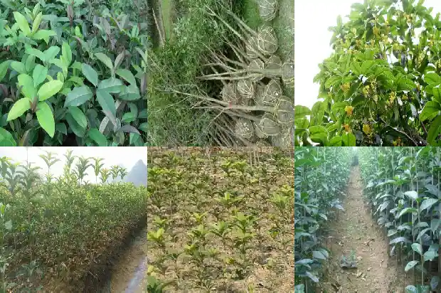 鲜桂花的功效与作用及食用方法1689207632176