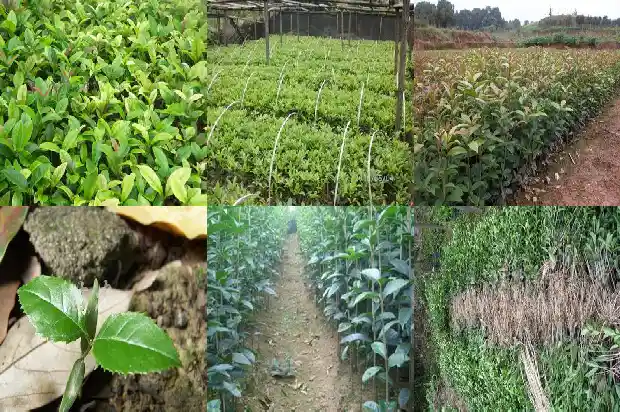 宣传桂花的广告语1686615858575
