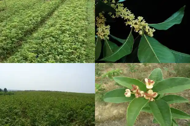 宣传桂花的广告语1686615858623