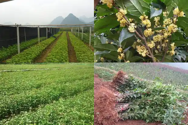 关于桂花的宣传语句1686615881093