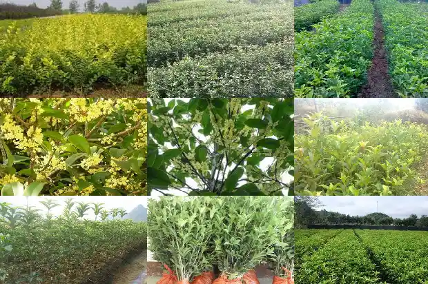 桂花酒的广告标语是什么1686615932289