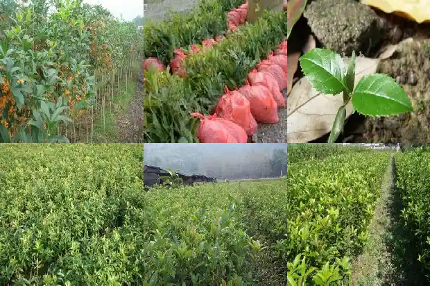 桂花东北好养活吗1688792799479