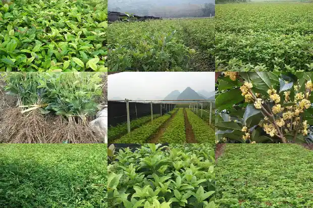 桂花茶广告语创意1686615957365
