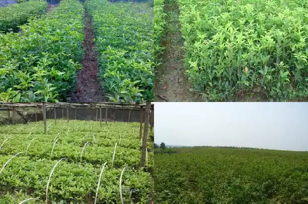 桂花红茶广告语创意1686615973360