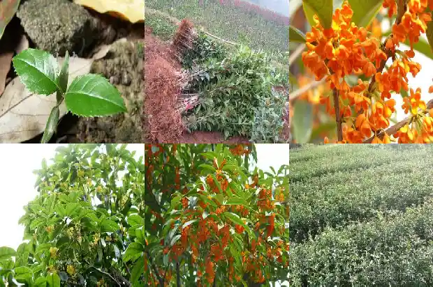 关于桂花酒的广告语怎么写1686616018537