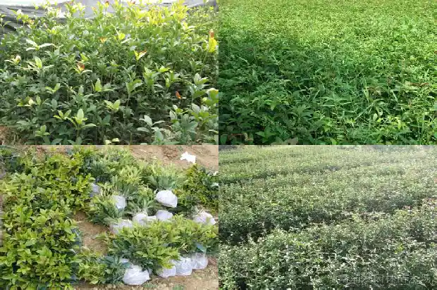 形容桂花酒的成语1686616038564