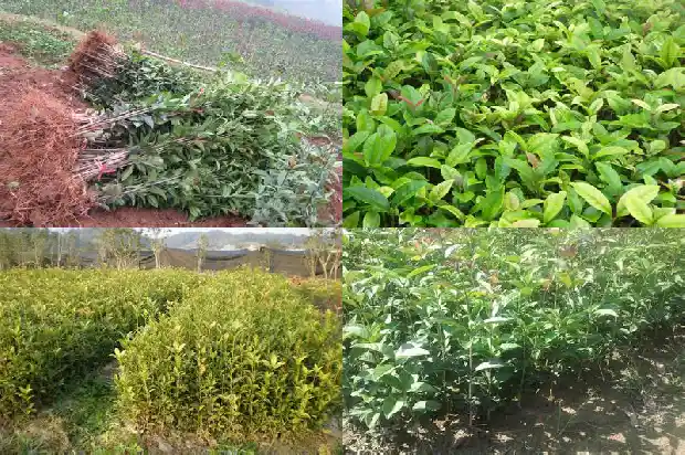 卖桂花苗的广告标语大全1686616063022