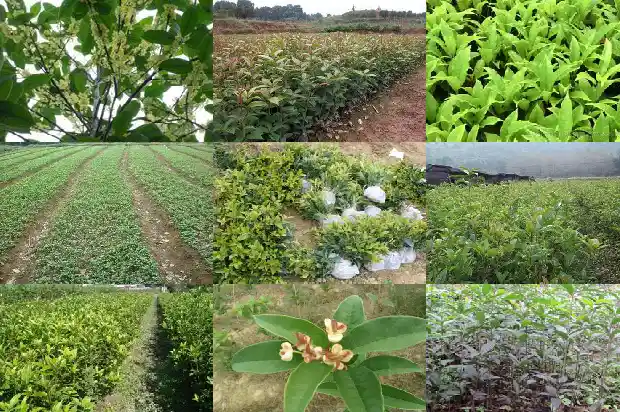 卖桂花苗的广告标语大全1686616063070