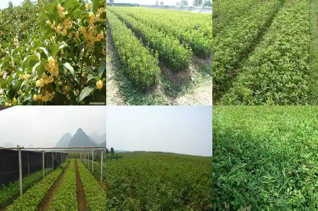 卖桂花苗的广告标语大全1686616063118