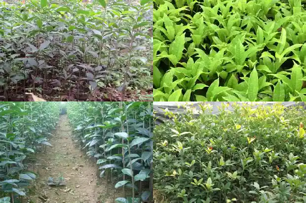卖桂花苗的广告标语大全1686616063165