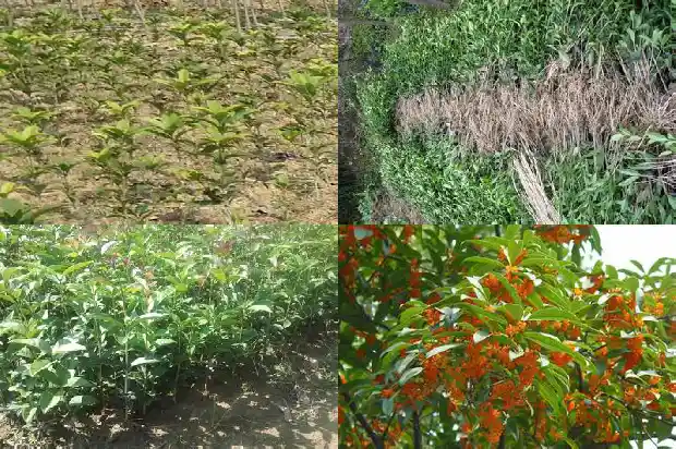 桂花树的宣传标语1686616085465