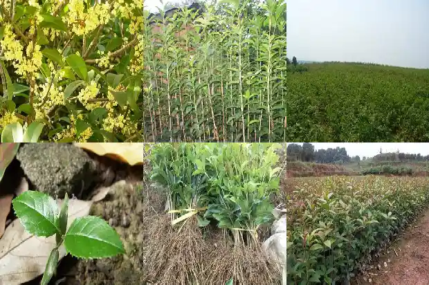 天香台阁桂花种植基地1690850170035