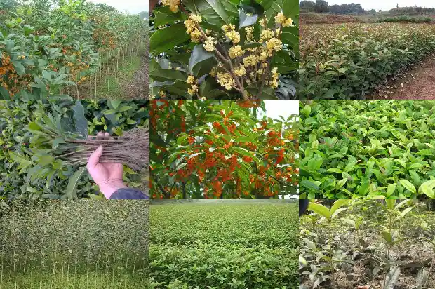 桂花树的宣传标语1686616085561