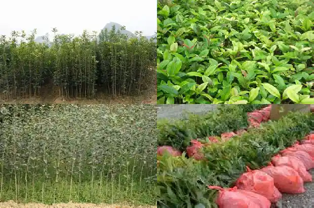 桂花树宣传语简短一句1686616105190