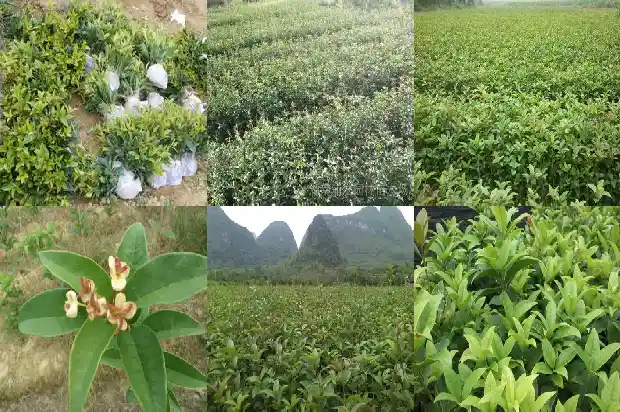 桂花树的寄语1686616122730