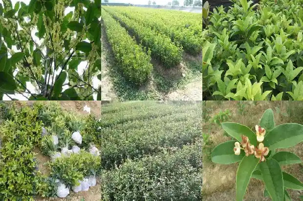 关于桂花的宣传口号有哪些1686616147414