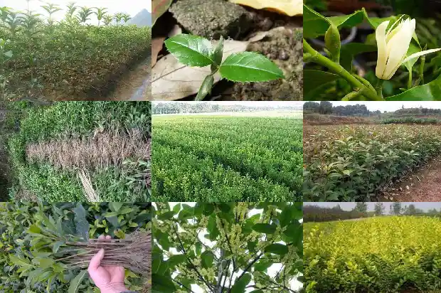 关于桂花的宣传口号有哪些1686616147461