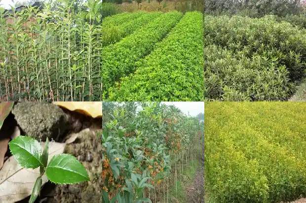 桂花 名句1686616169820
