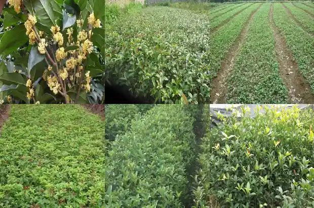 桂花 名句1686616169915