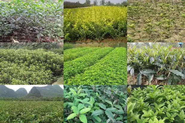 桂花 名句1686616169963