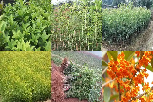 对桂花树的感激和赞美1686616191965