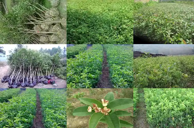 对桂花树的感激和赞美1686616192012