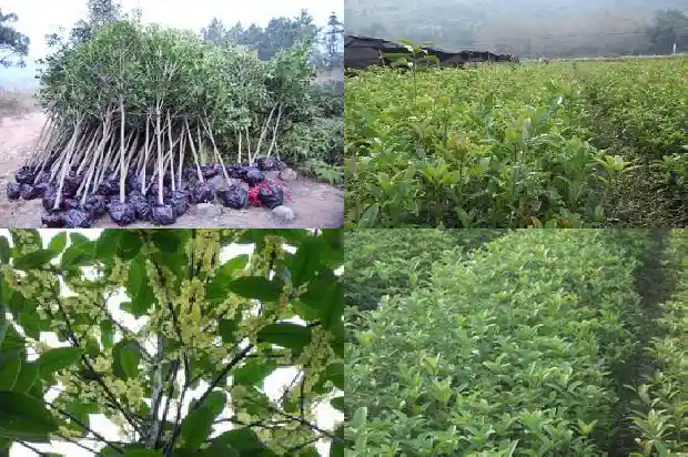 桂花赞美桂花1686616207409